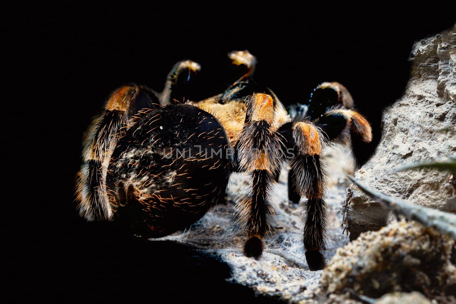 Rear view of the female tarantula.