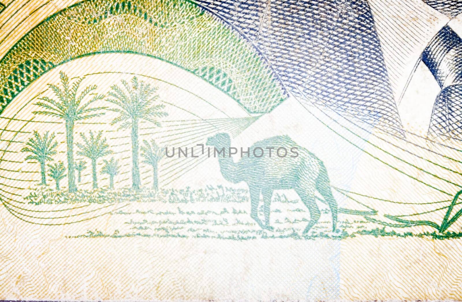 Dromedary in old  Tunisian banknote. inside of a bill