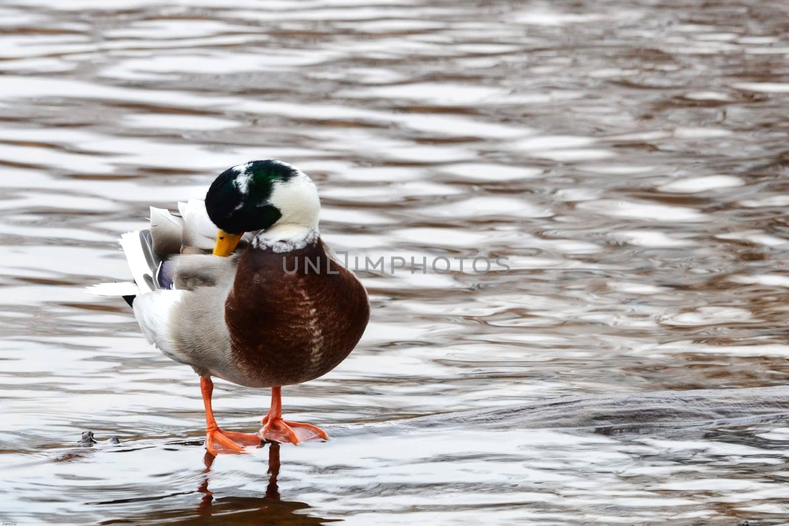 One mallard it is one albino from the reel one