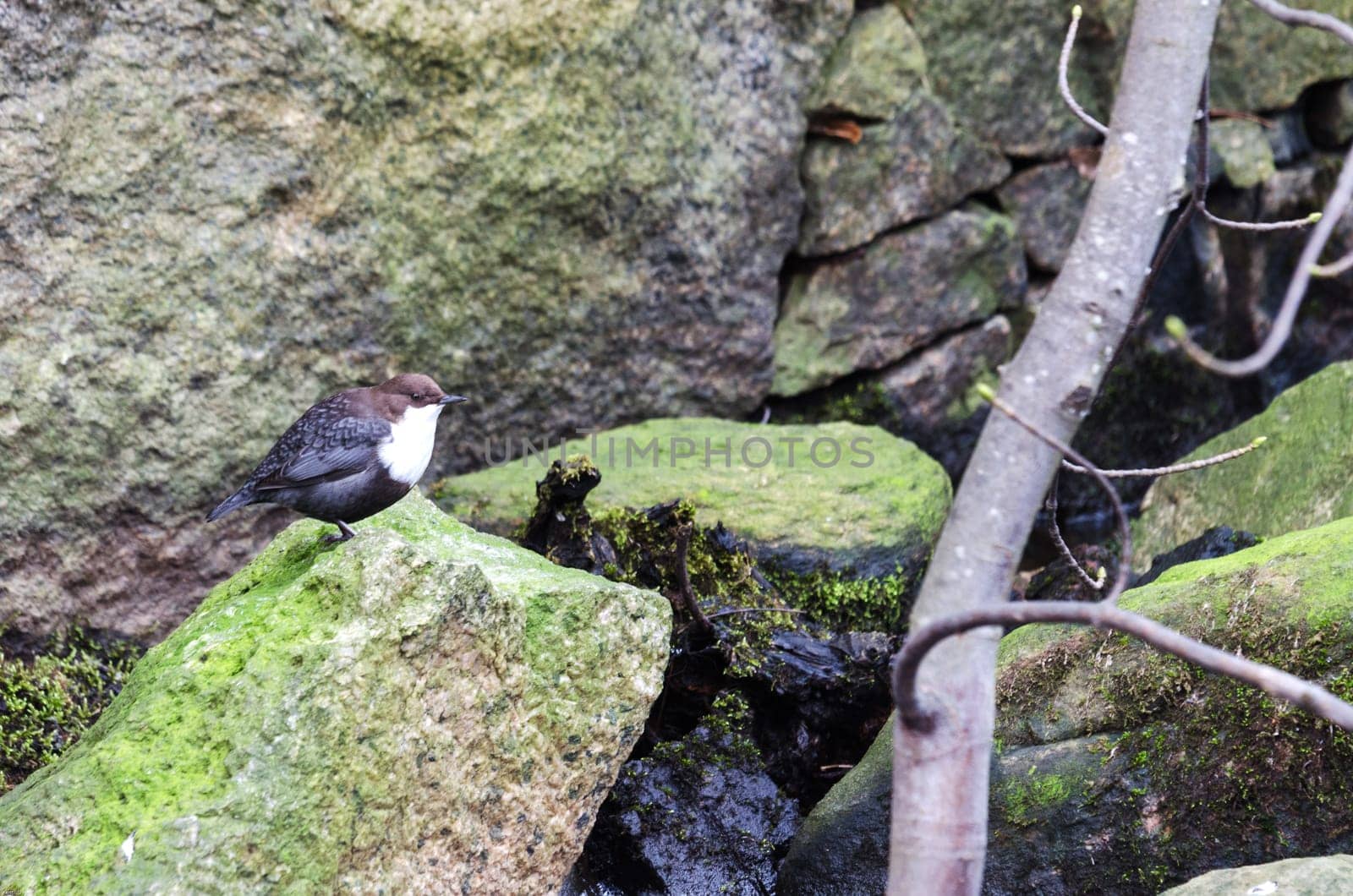 one bird who live with the water the name is dippers