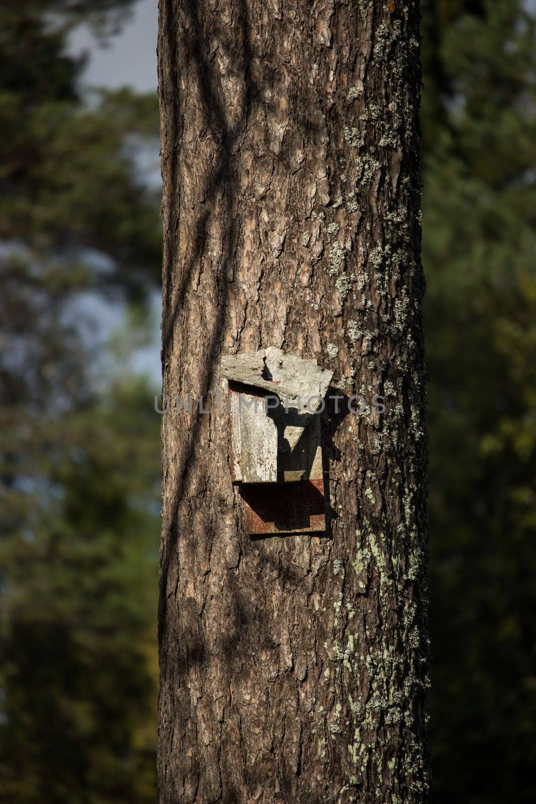 Broken Birdhouse on Pine