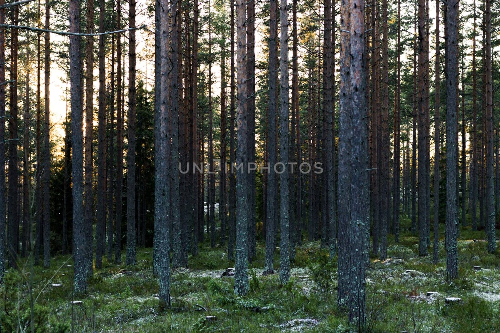 Swedish Pine Forest in Winter
