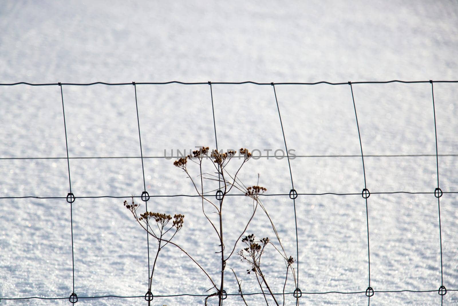 Flowers infront of Fence in Winter
