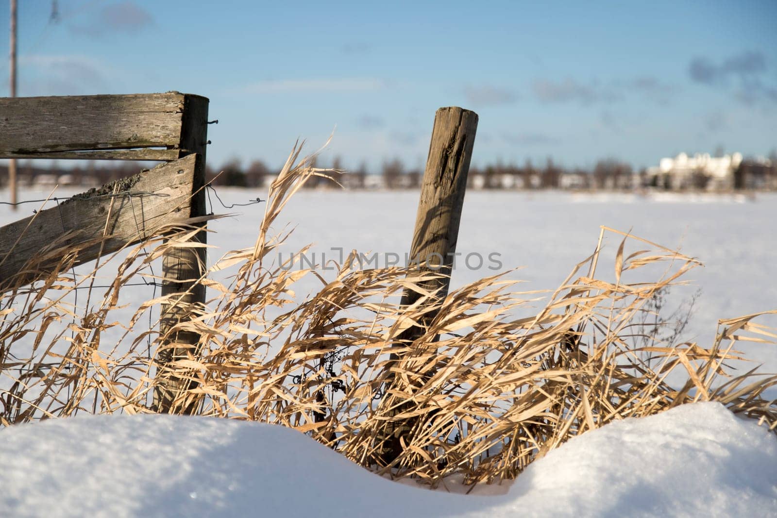 Pole With Grass in Winter Time