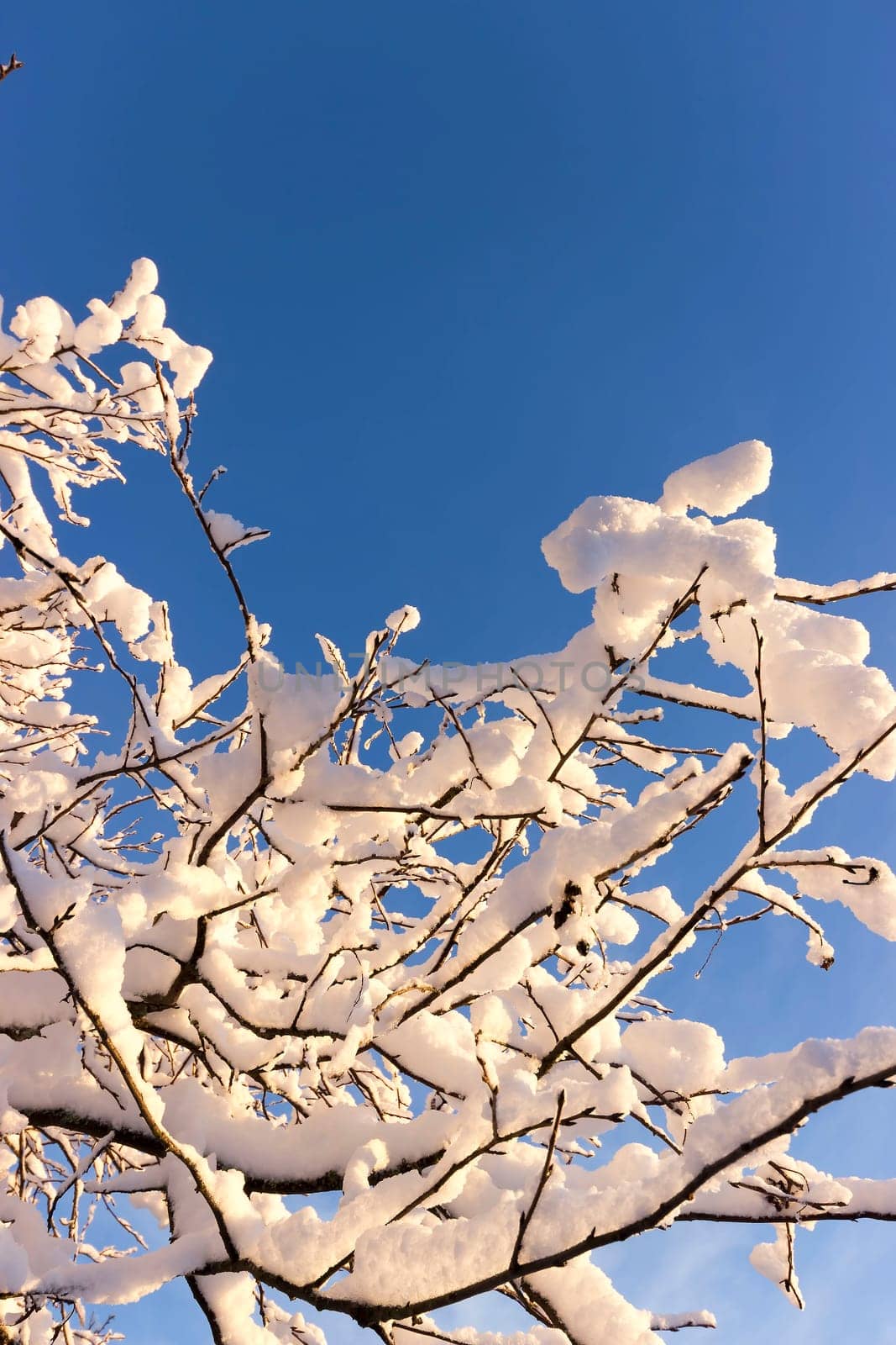 Snow Covered Branches