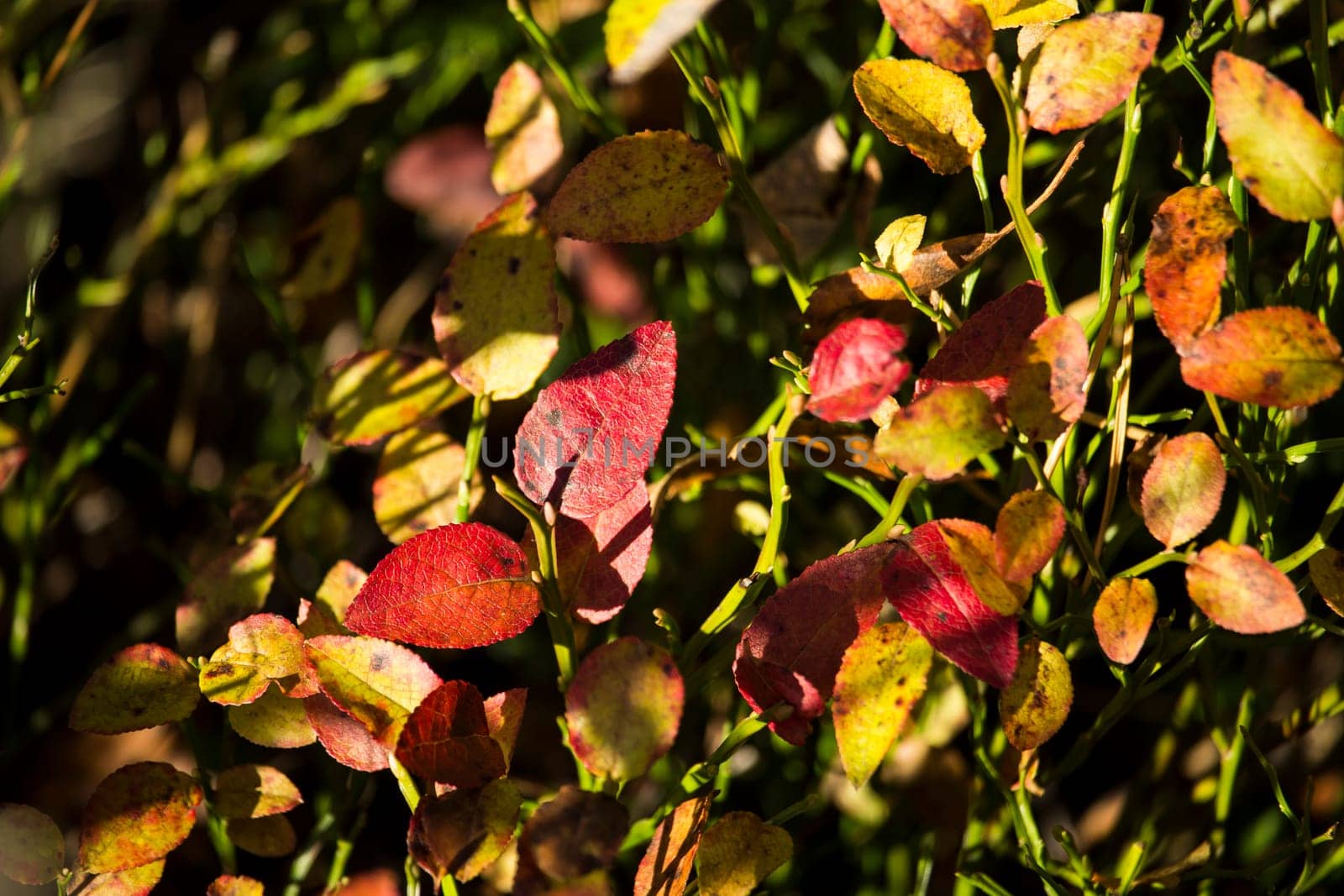 Blue Berry Leaves in the Fall