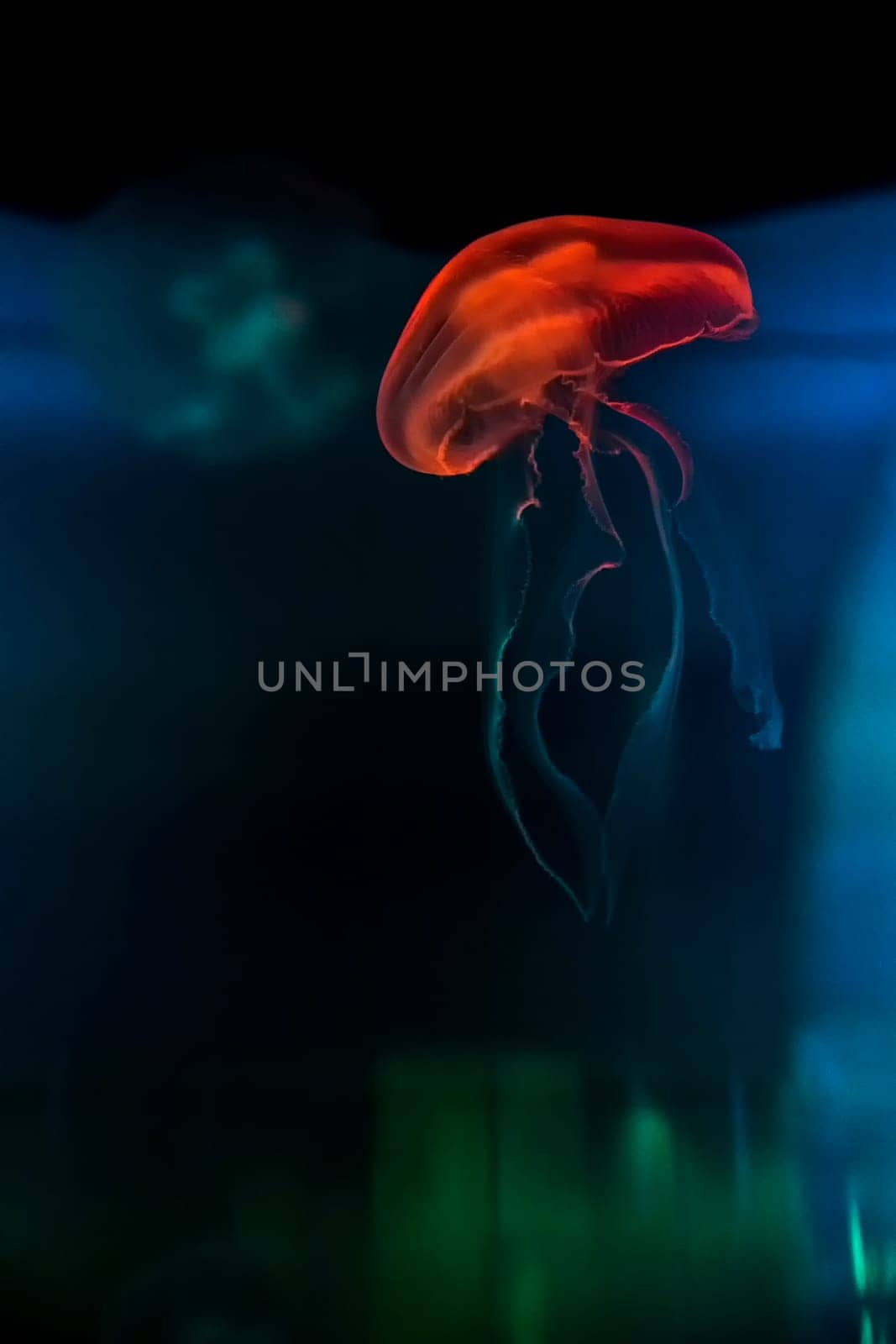Jellyfish illuminated with orange light and dark background with colored reflections at the Oceanografic in Valencia, Spain