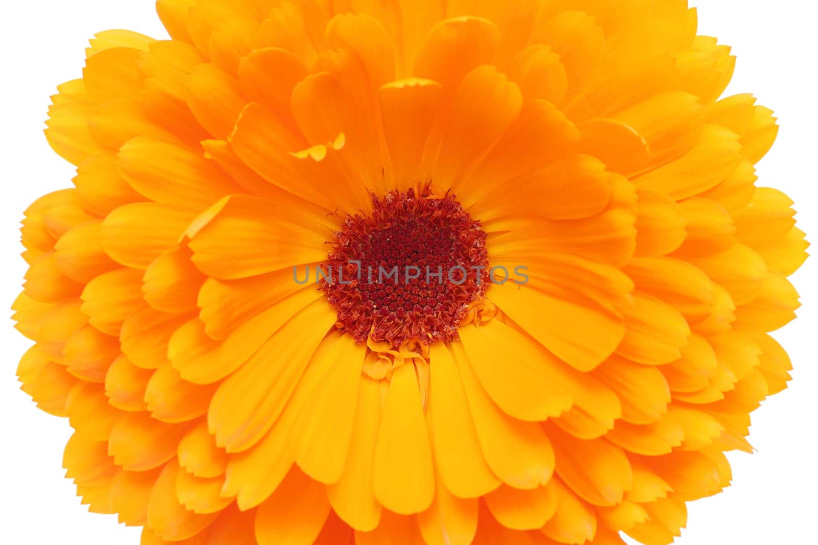 Calendula or Pot-marigold flower isolated on white background, Close up