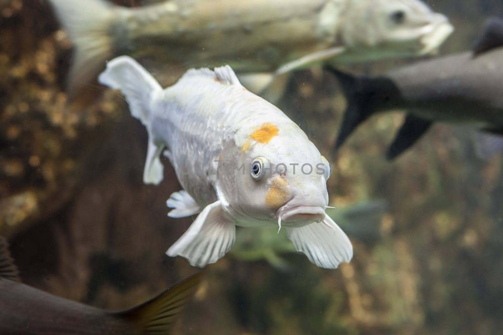 Albino European carp or Cyprinus carpio, a species of freshwater fish