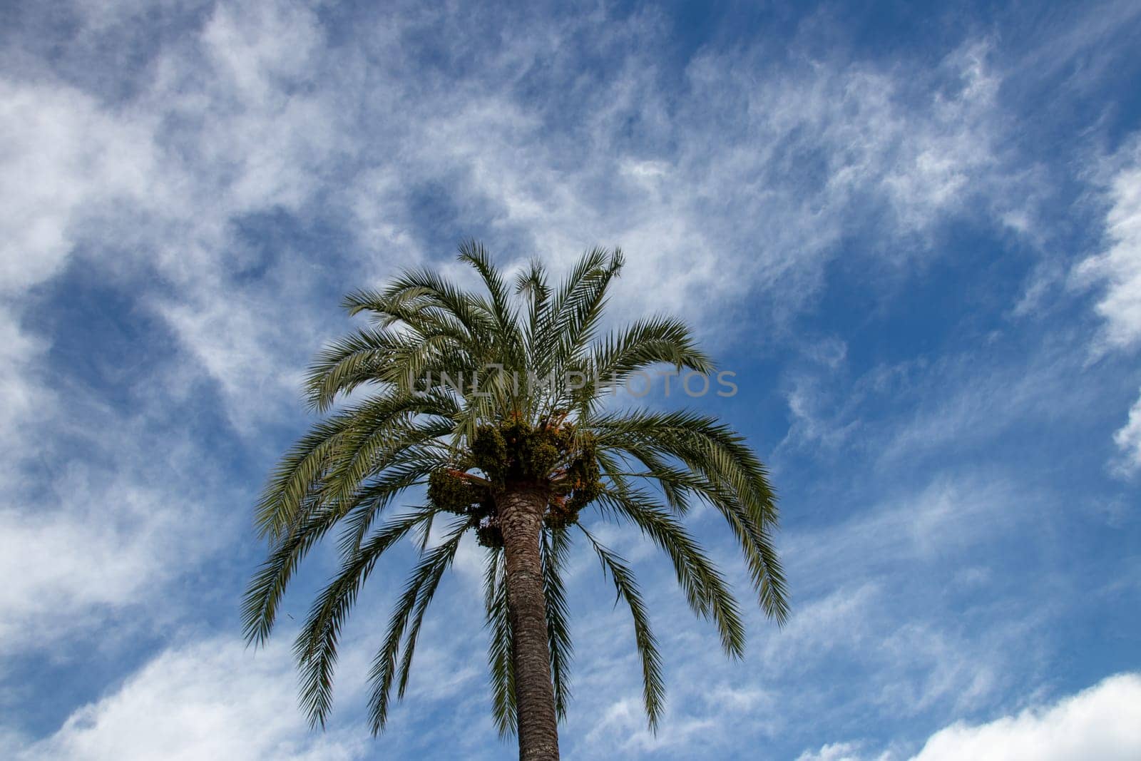 Palm tree background over blue sky. Image with focus on a nice palm tree against blurred blue sky with light fluffy clouds. Space for Travel advertising.
