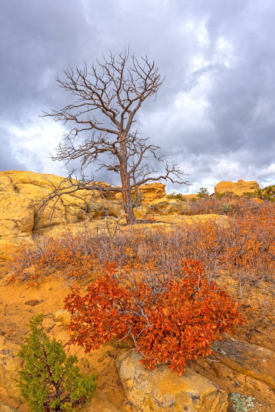 Dramatic Tree Against a Cloudy Sky in the Sandstone Bluffs of El Malpais National Monument in New Mexico