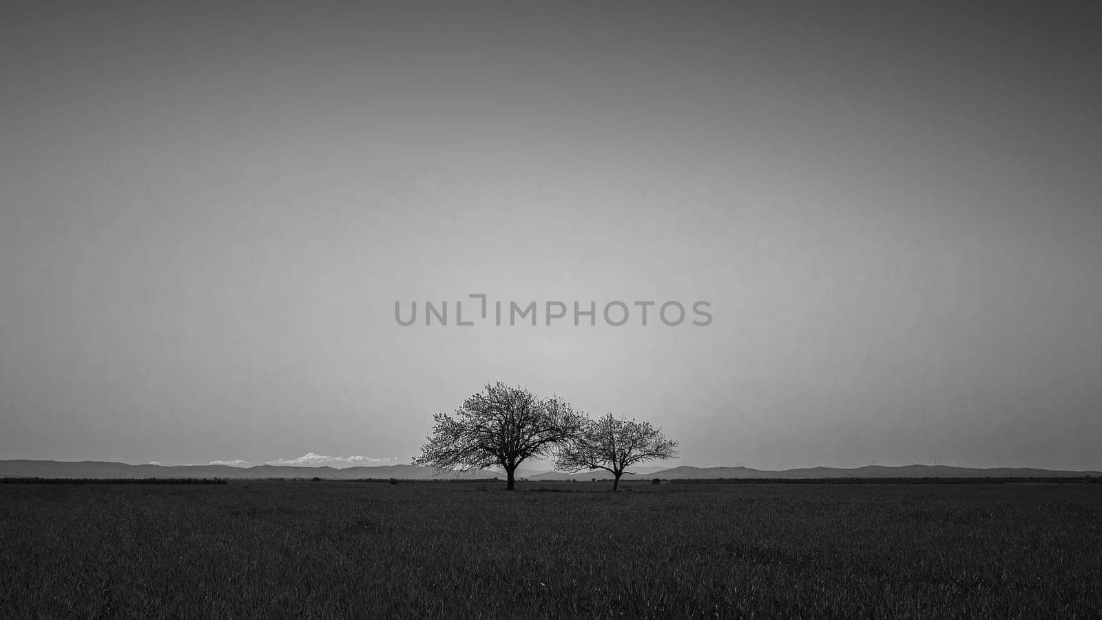 Minimalist black and white image of two isolated trees on a plain with the mountains in the distance