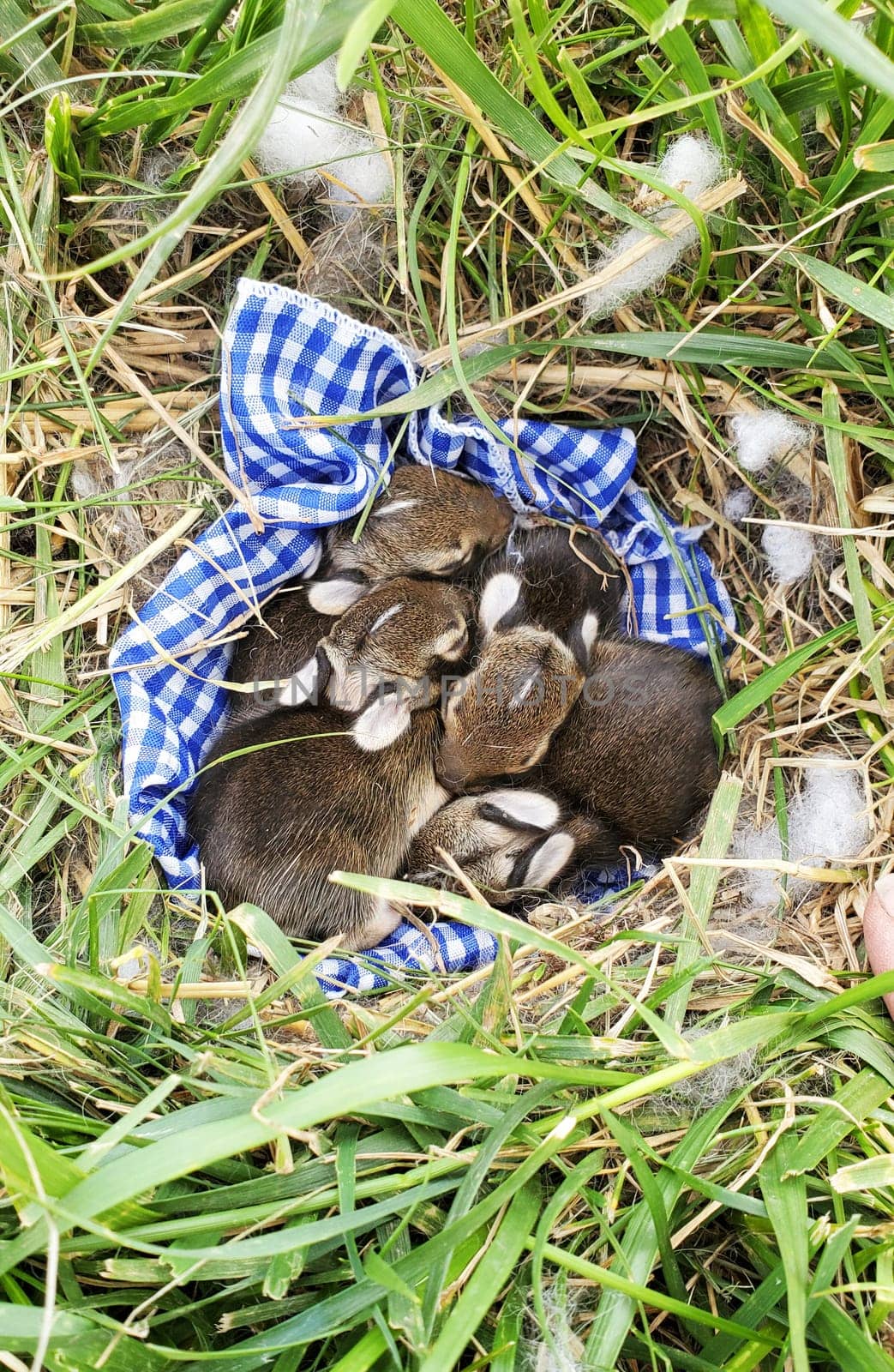 A nest of newborn wild rabbits on a blue gingham cloth in a grassy yard in Illinois.
