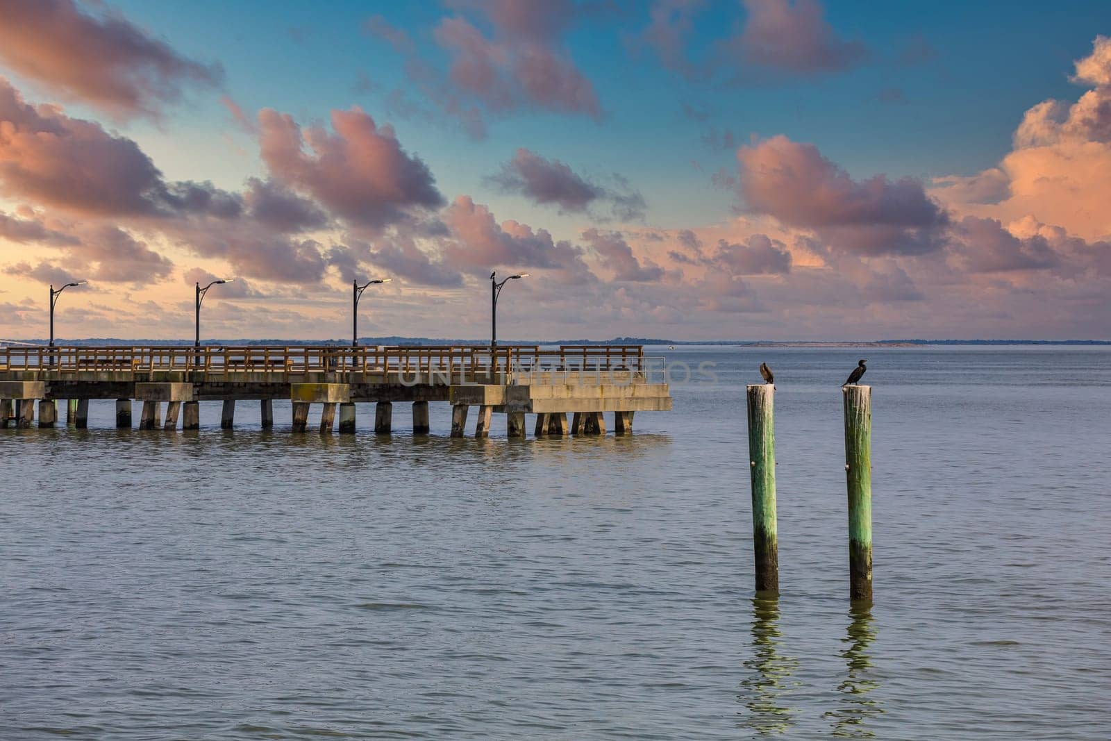 Seabirds on wood pilings by an old pier
