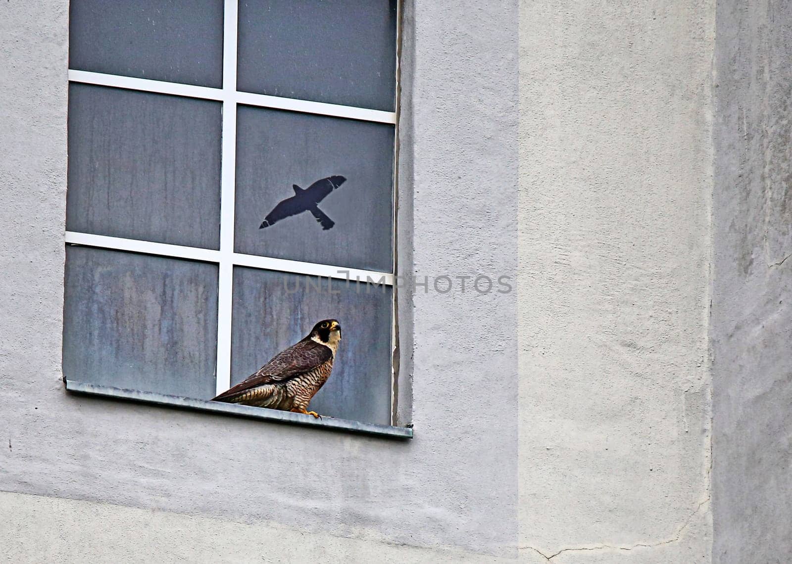Peregrine falcon at the window - bird of prey in original and fake