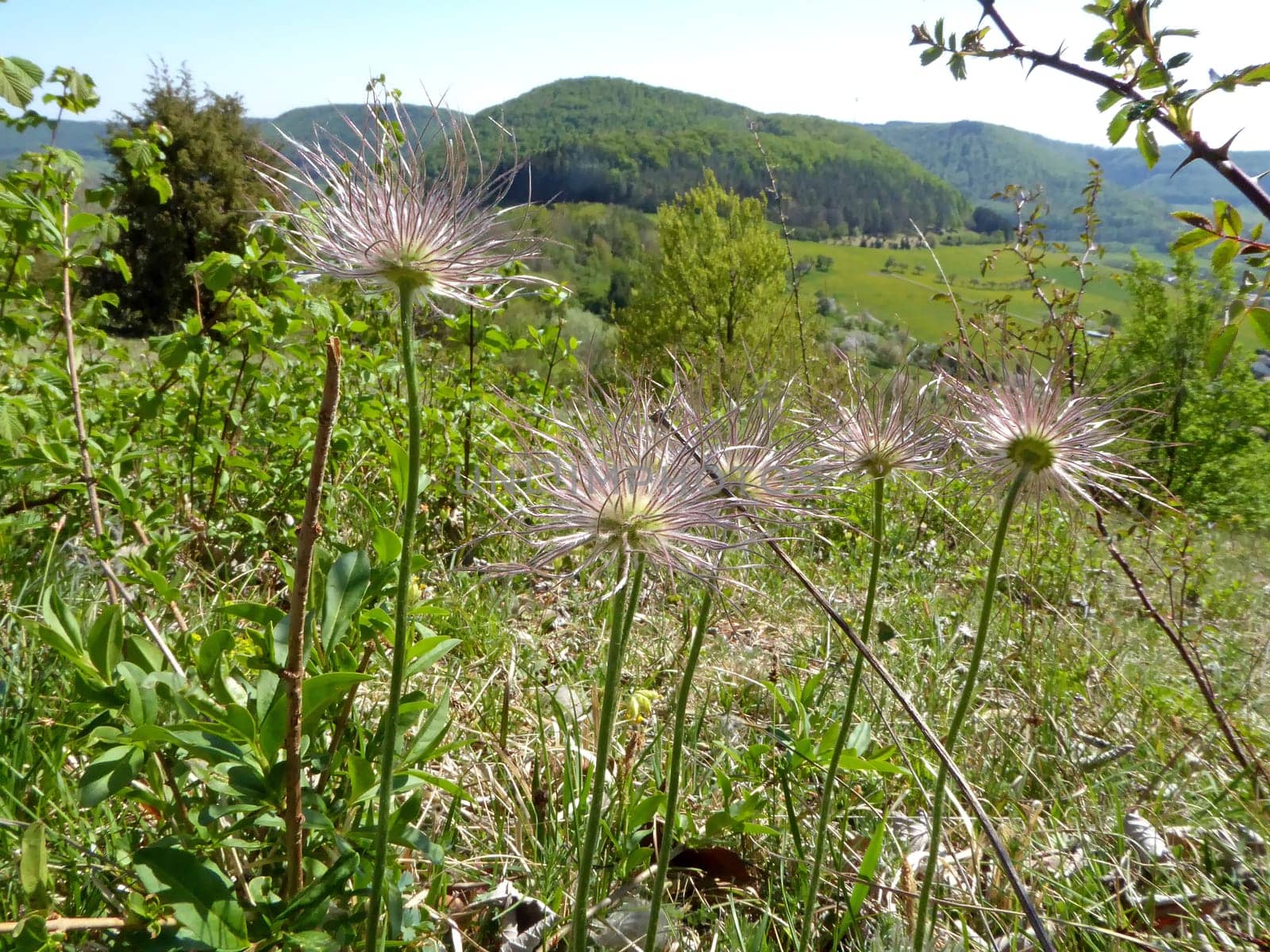 pasque flower with seeds on the Swabian alb in Germany