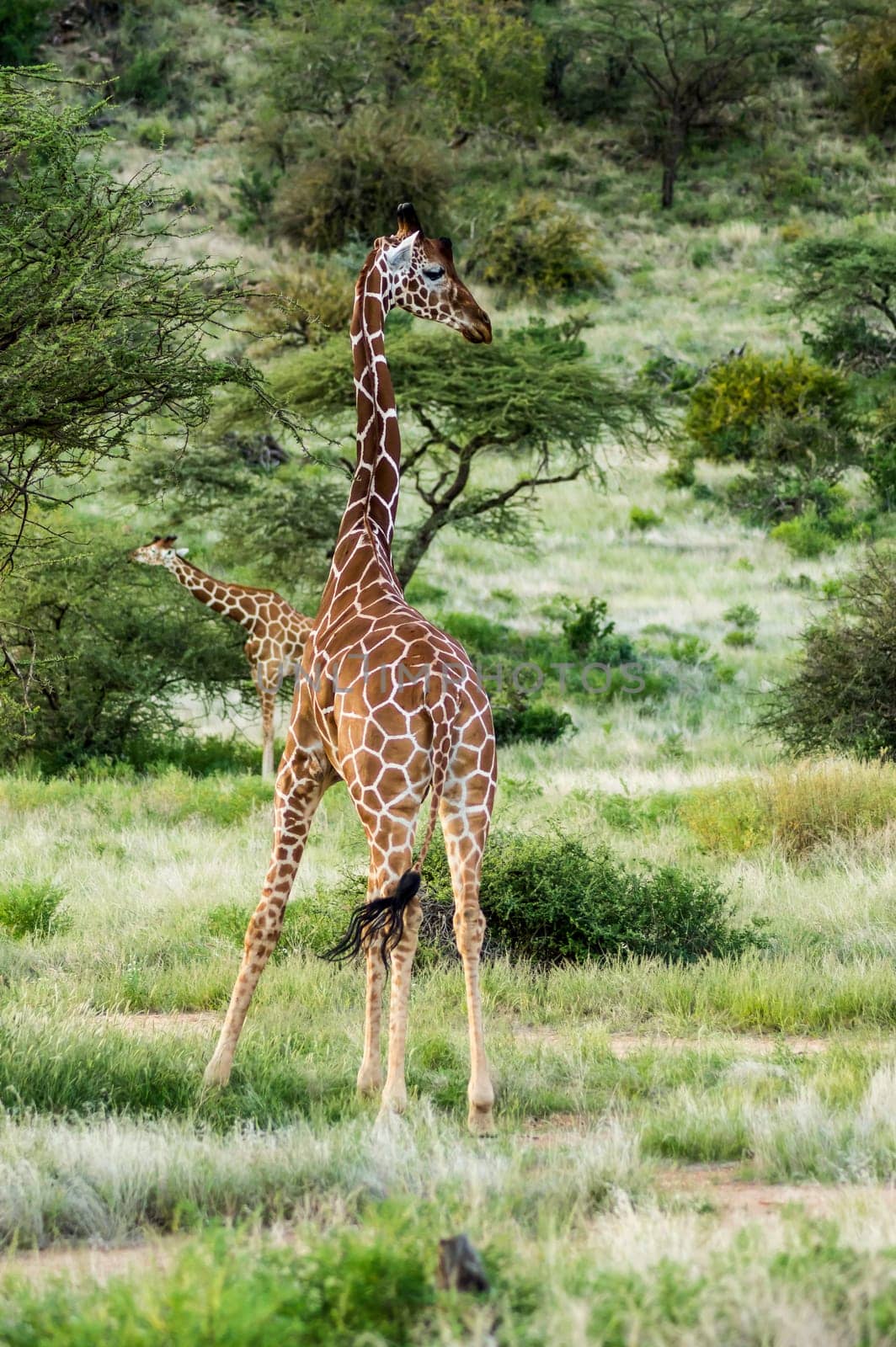 Giraffe crossing the trail in Samburu Park in central Kenya