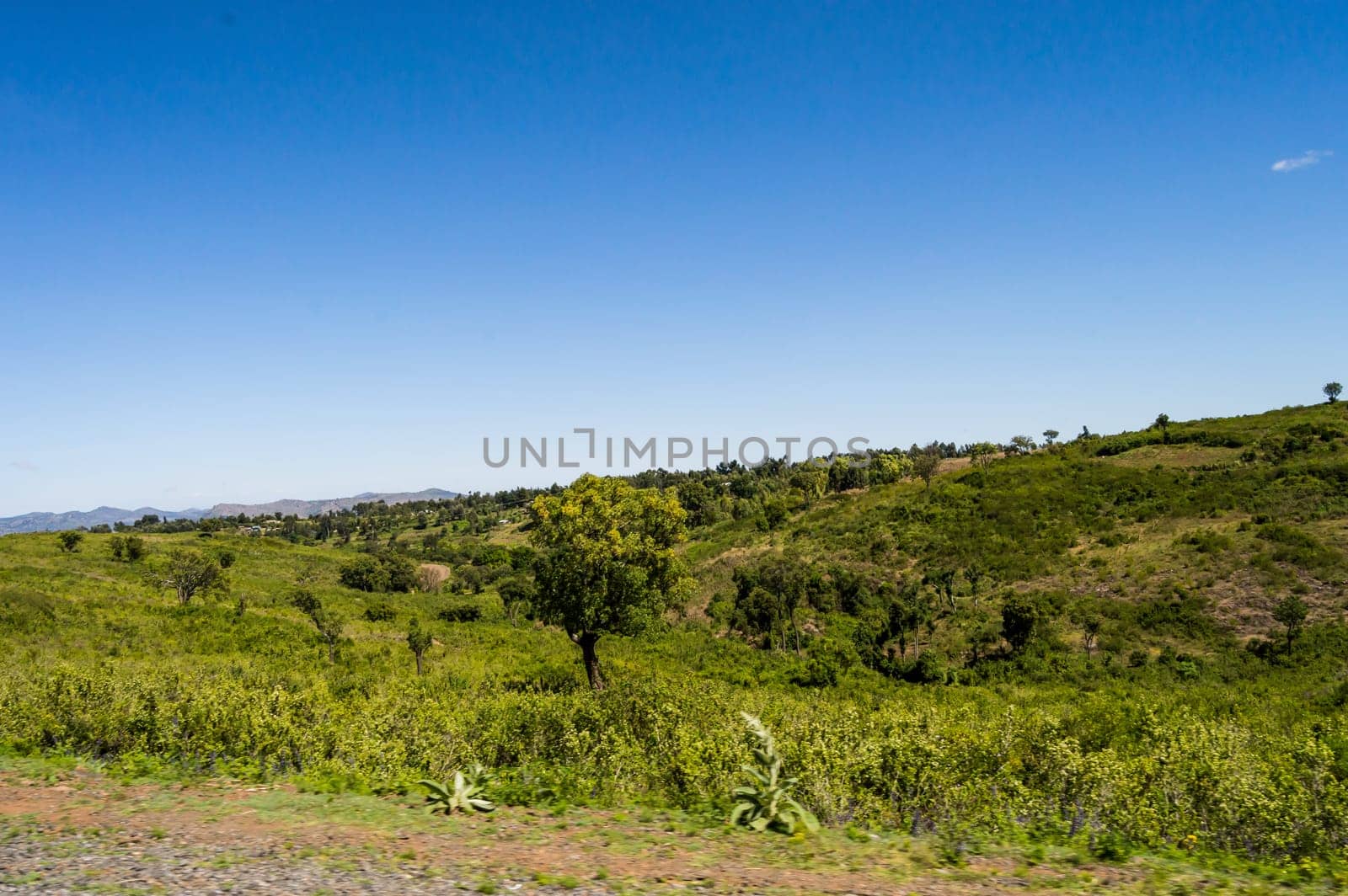Green field campaign in central Kenya in africa
