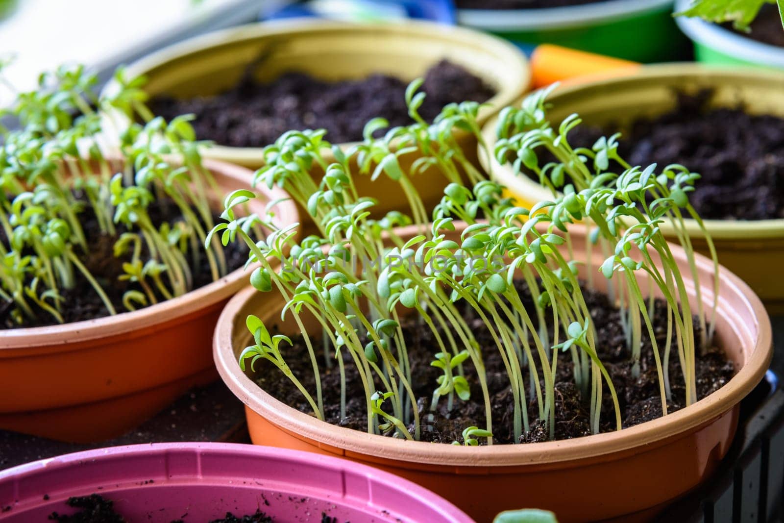 Sprouted plant seeds on the windowsill