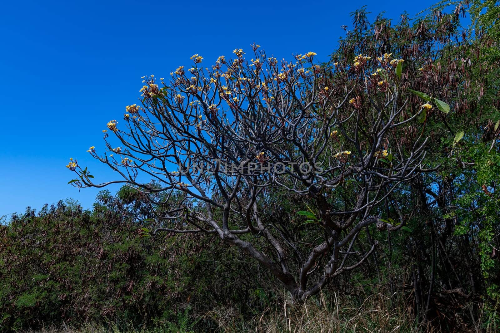 Plumeria Shrub,Pu'uhonua O Hōnaunau National Historical Park,Big Island,Hawaii