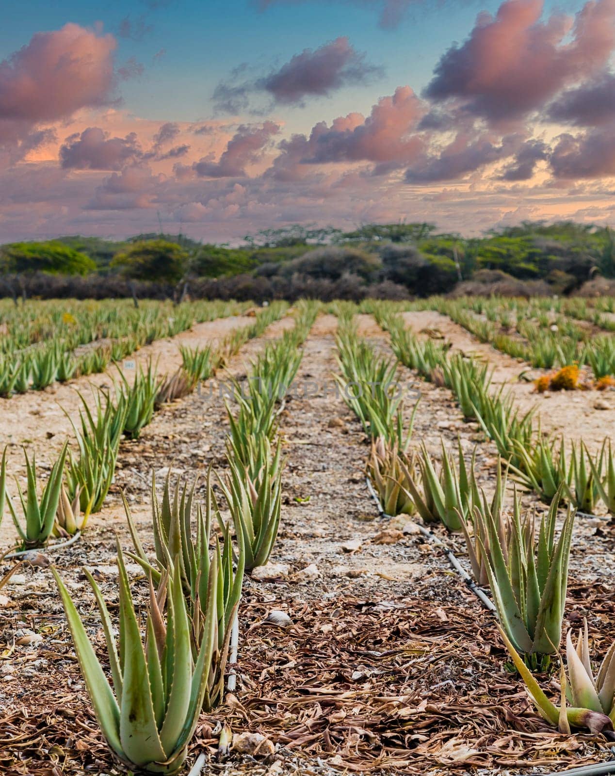 Aloe plants being cultivated in a field on Aruba