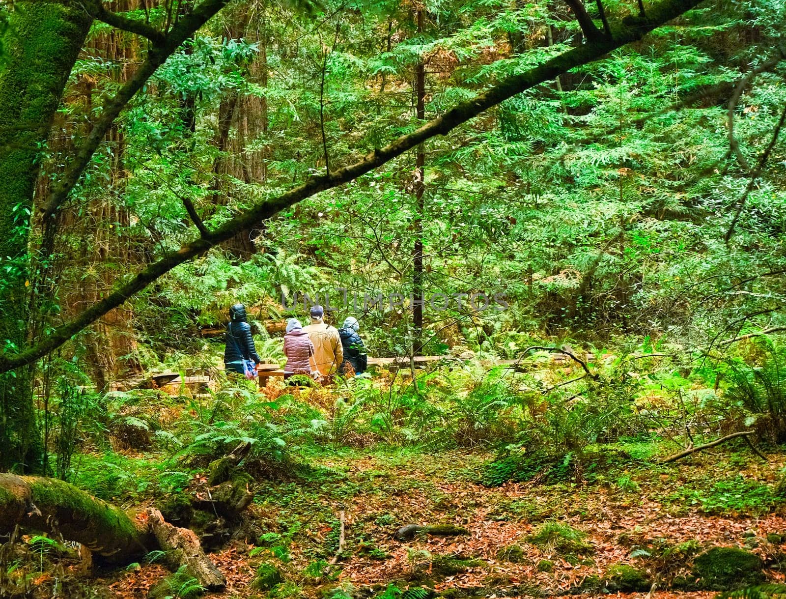 SAN FRANCISCO, CALIFORNIA - November 12, 2019: Muir Woods National Monument is a United States National Monument managed by the National Park Service, named after naturalist John Muir.
