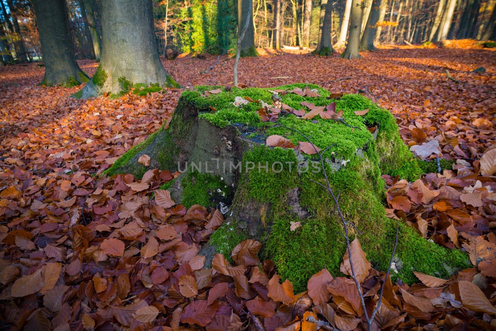 old cut tree trunkk covered with moss in an autumn forest