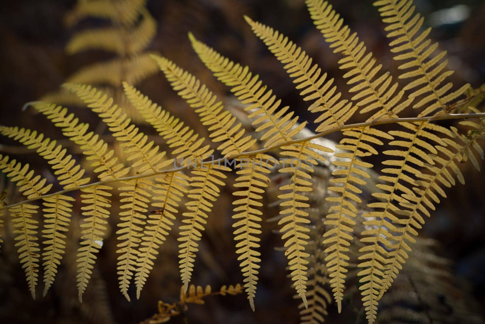 closeup of yellow fern leaves in winter time