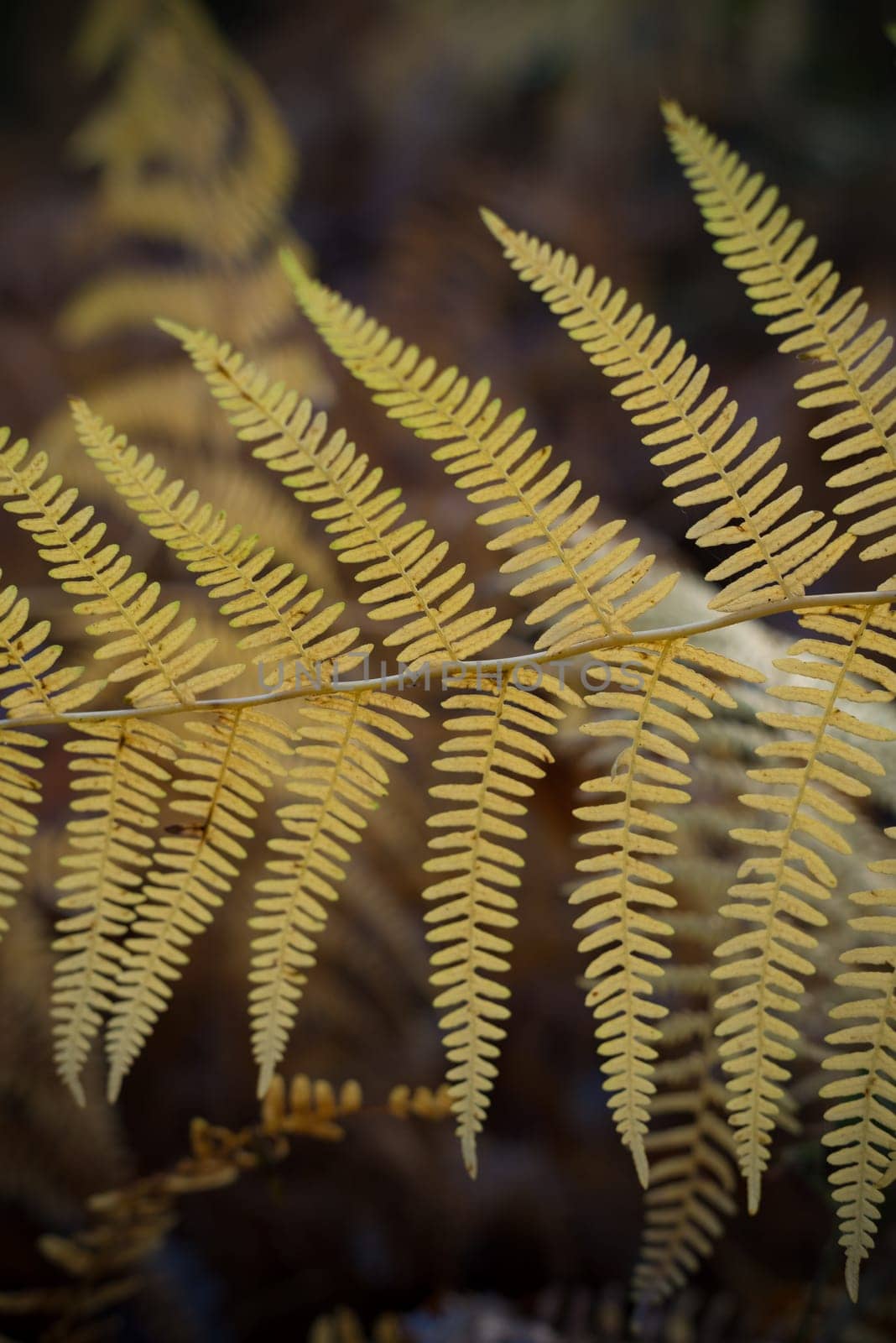 closeup of yellow fern leaves in winter time