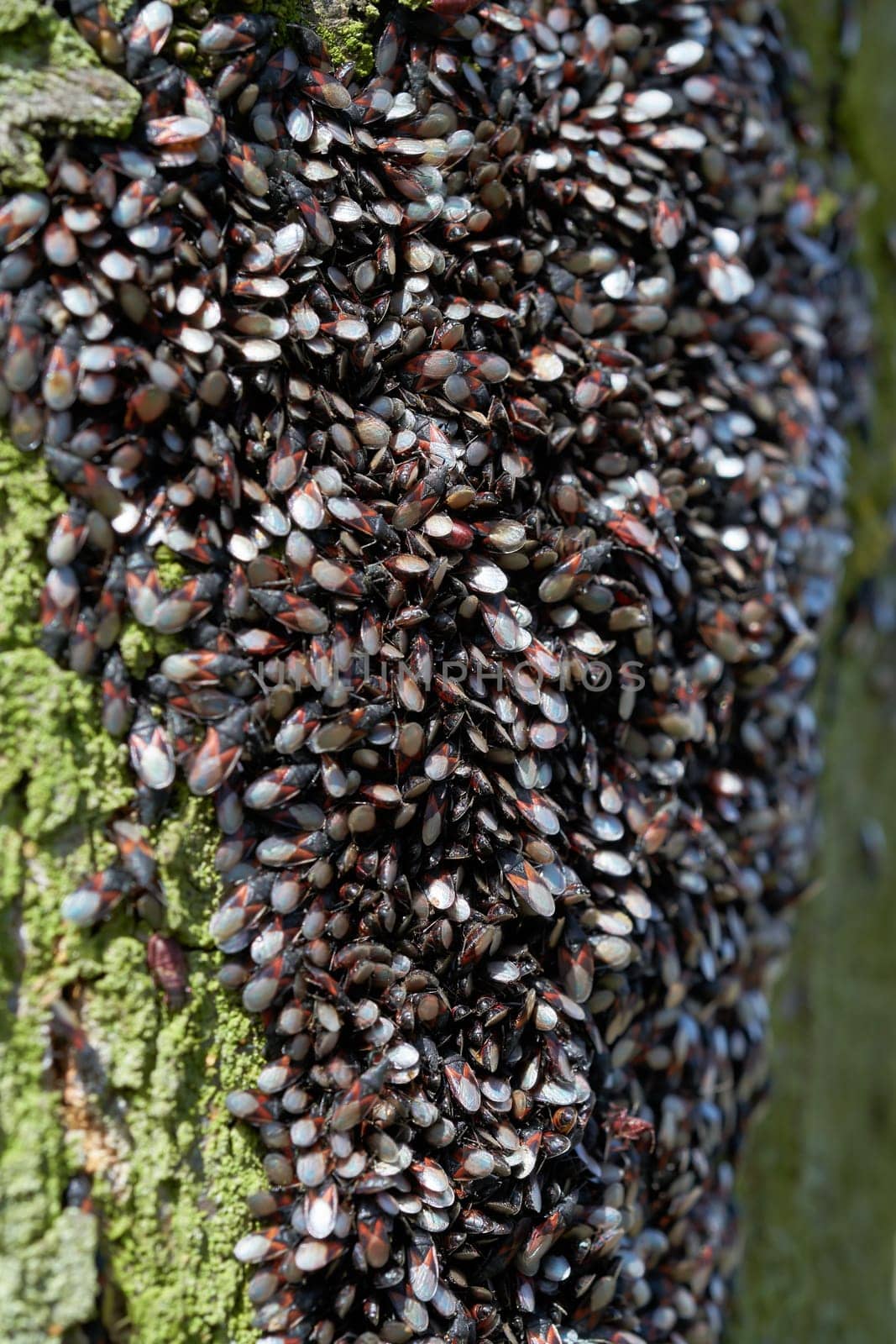 Lindenwanzen (Oxycarenus lavaterae) an einemr Linde in einem Park in Magdeburg