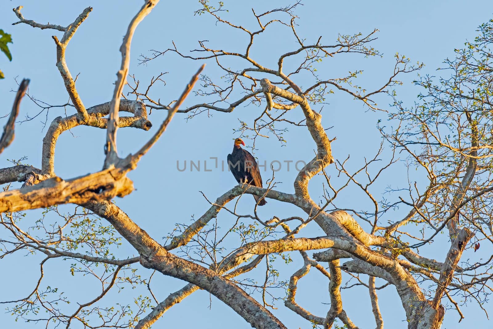 Greater Yellow Headed Vulture in Evening Light near Cristalino Lodge in Brazil