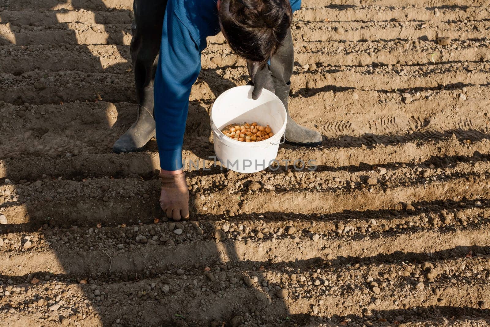 A woman plants an onion billet in the afternoon