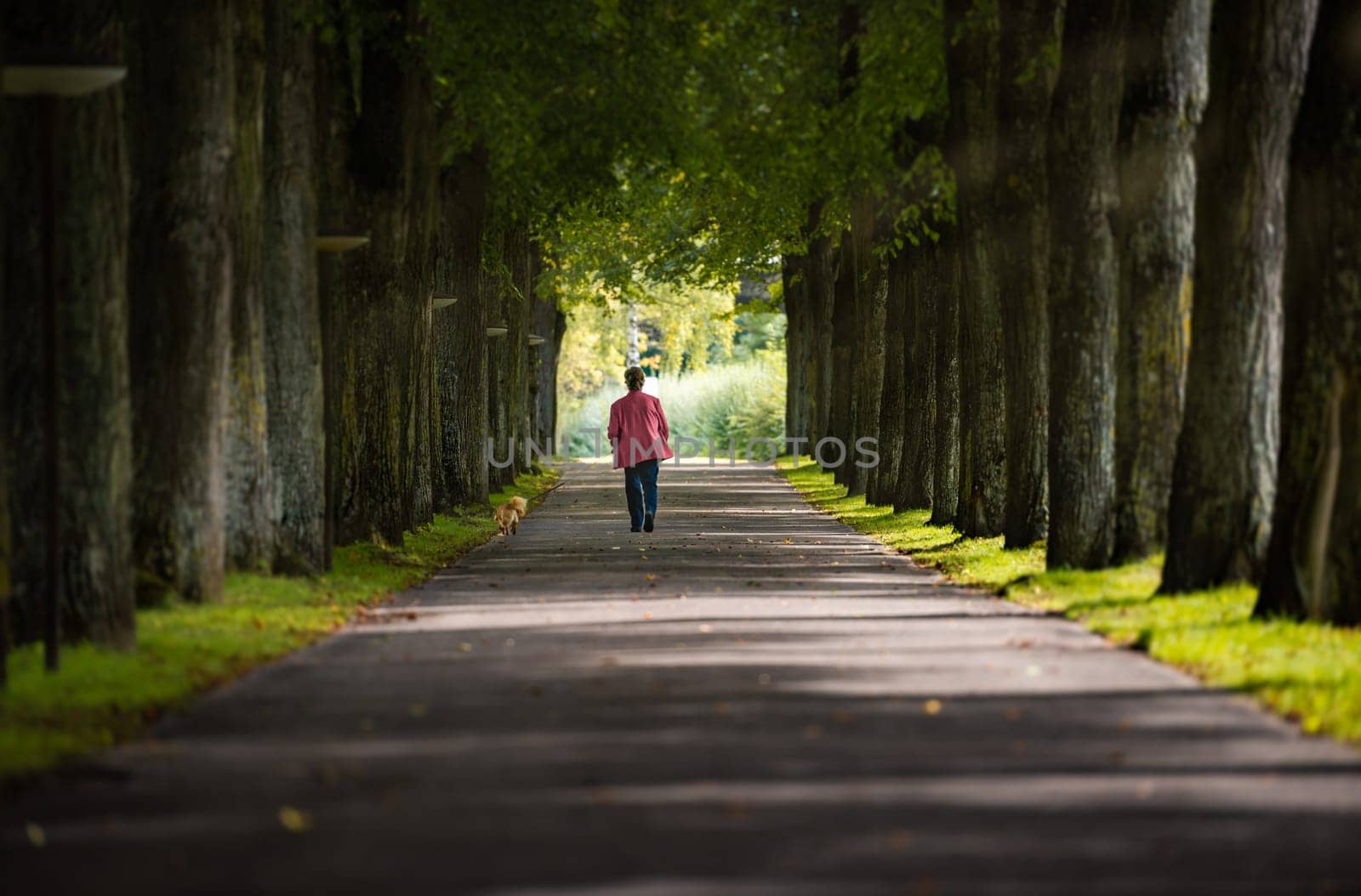 Woman walking with dog in alley of old trees in town of Bad Mergentheim, Bavaria, Germany, Europe.