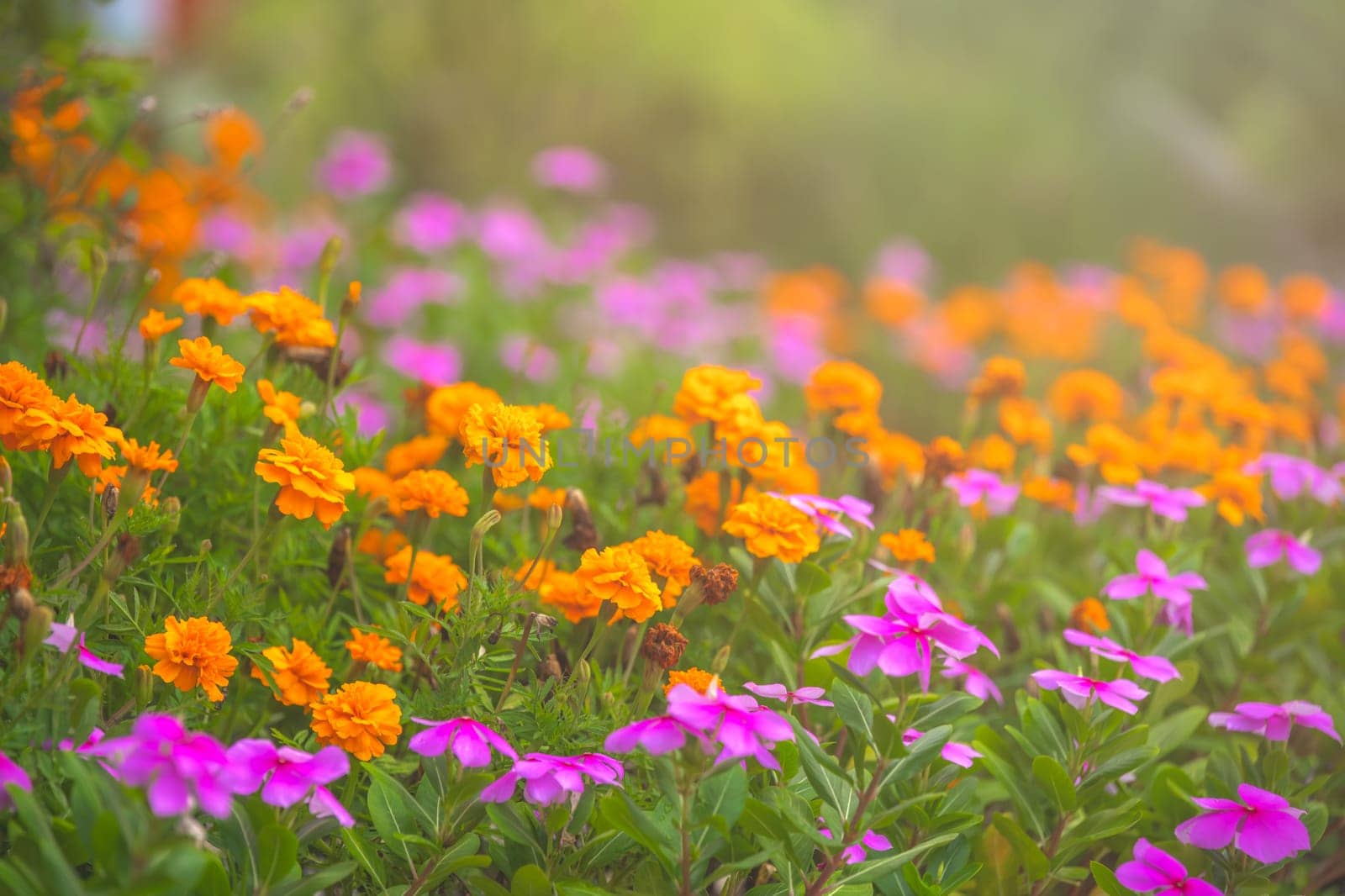 A selective focus shot of beautiful pink and orange flowers in a field captured on a sunny day