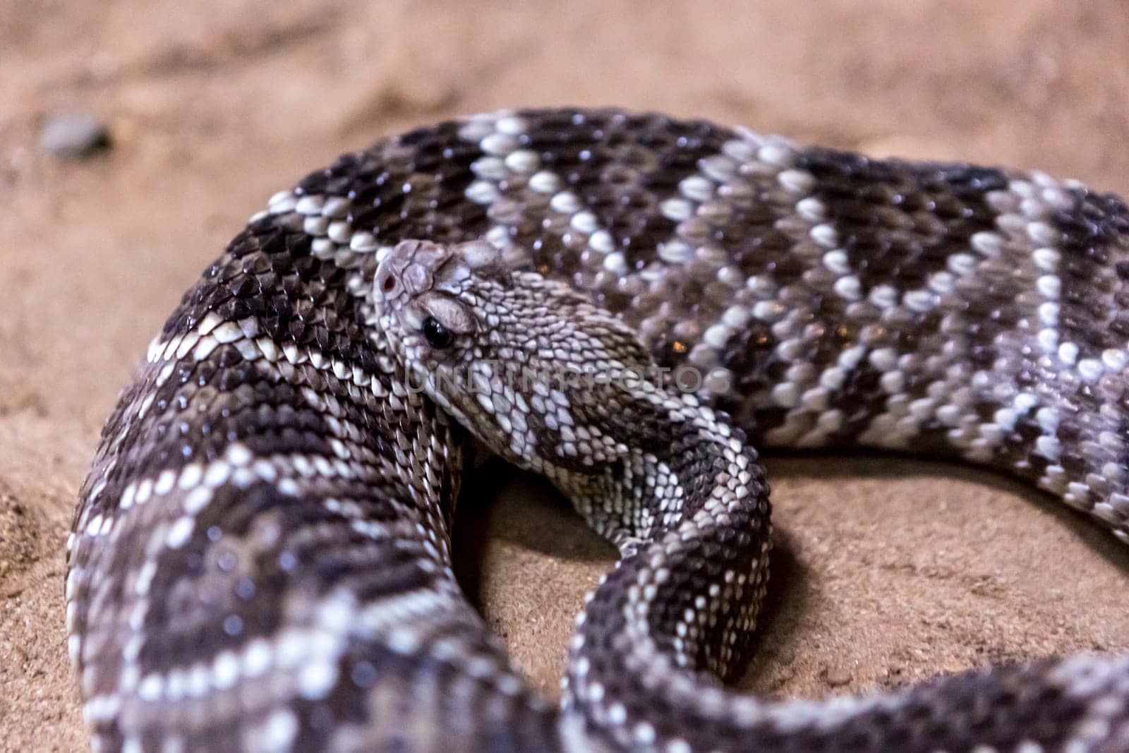Rattlesnake, Crotalus atrox. Western Diamondback. Dangerous snake.