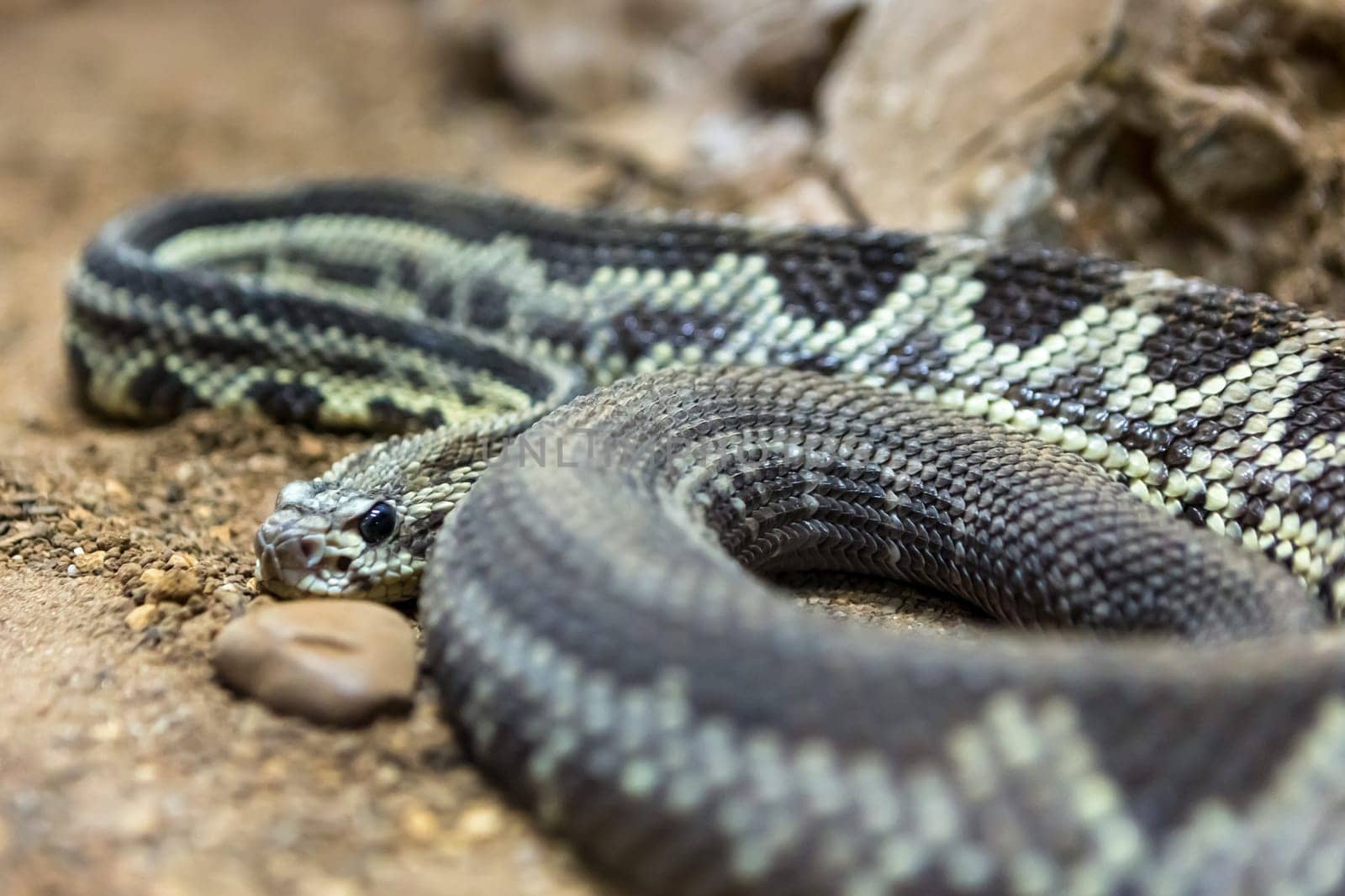 Rattlesnake, Crotalus atrox. Western Diamondback. Dangerous snake.