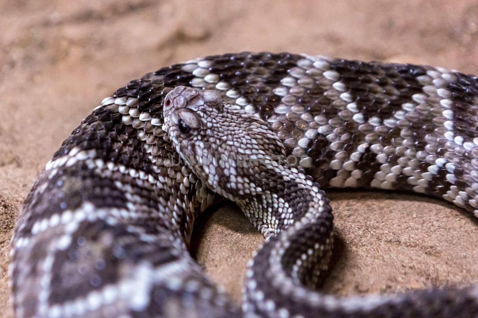 Rattlesnake, Crotalus atrox. Western Diamondback. Dangerous snake.