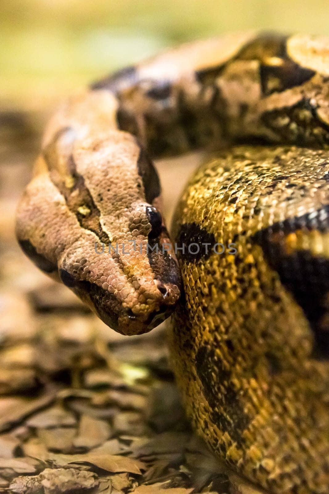 Boa constrictor, a species of large, heavy bodied snake.