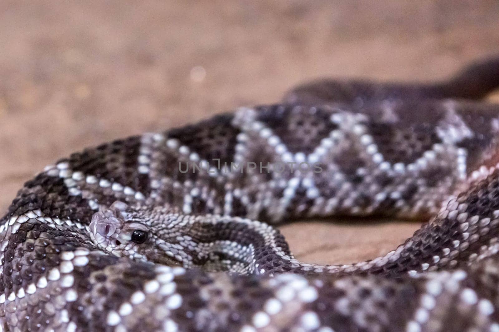 Rattlesnake, Crotalus atrox. Western Diamondback. Dangerous snake.