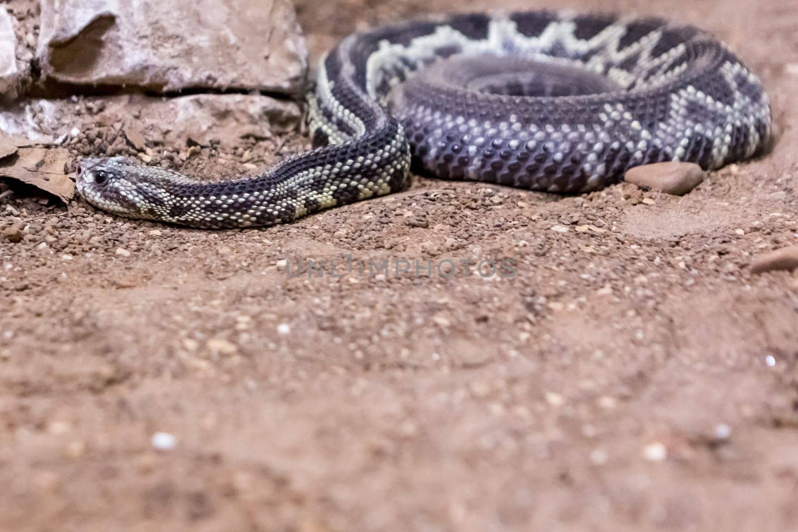 Rattlesnake, Crotalus atrox. Western Diamondback. Dangerous snake.