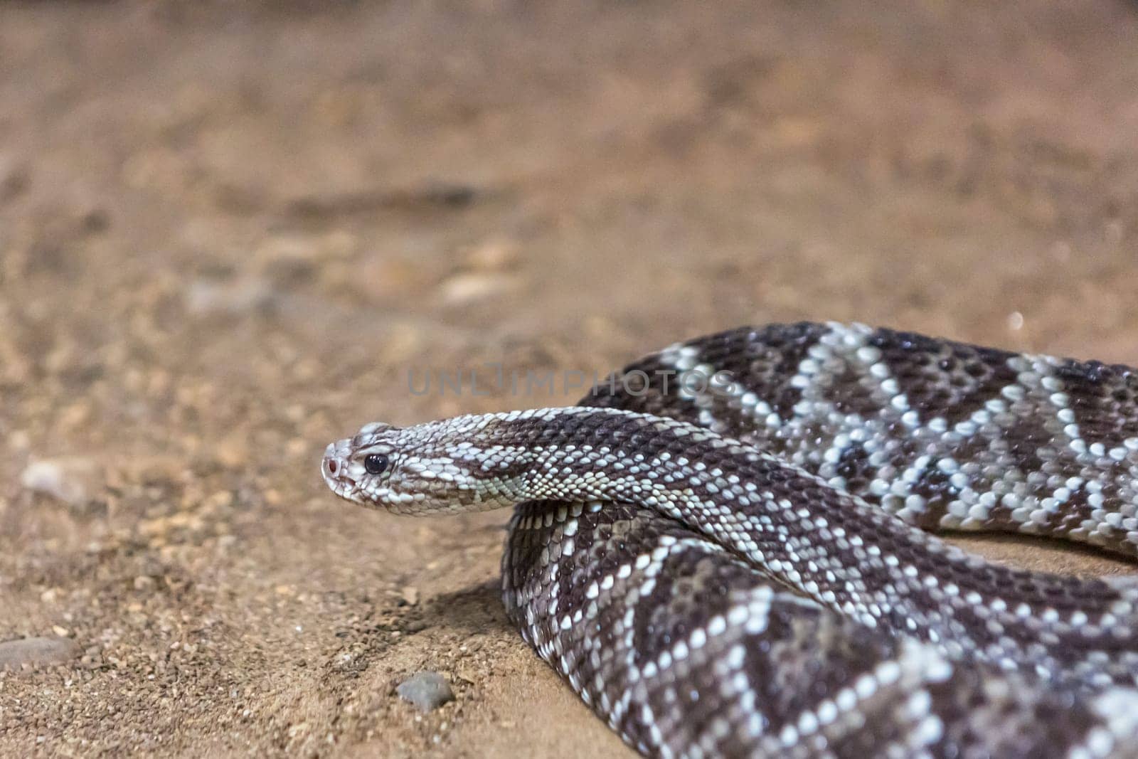 Rattlesnake, Crotalus atrox. Western Diamondback. Dangerous snake.