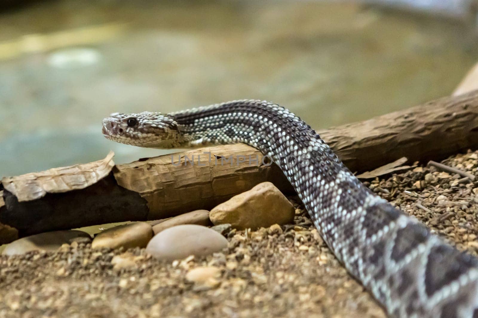 Rattlesnake, Crotalus atrox. Western Diamondback. Dangerous snake.