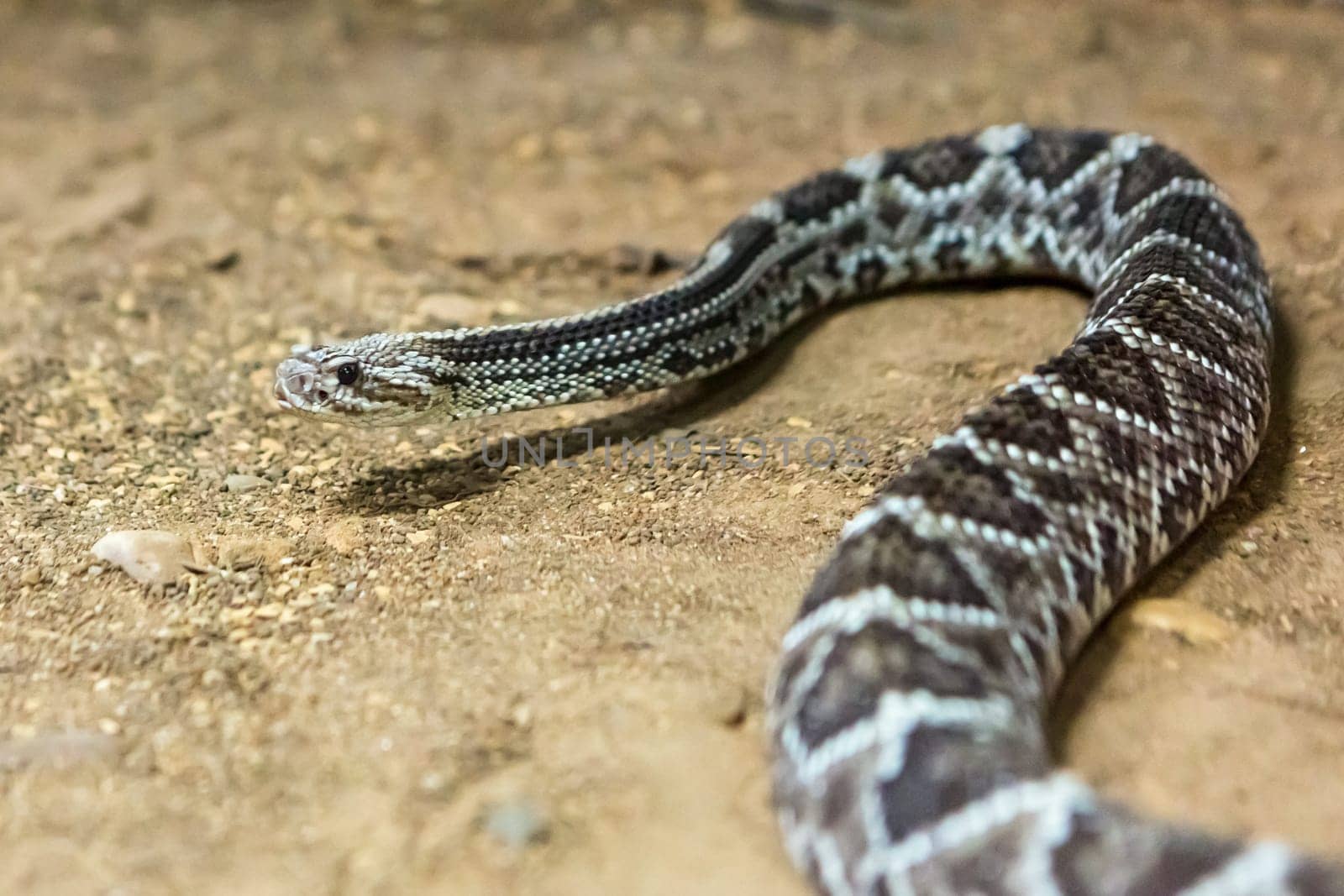Rattlesnake, Crotalus atrox. Western Diamondback. Dangerous snake.