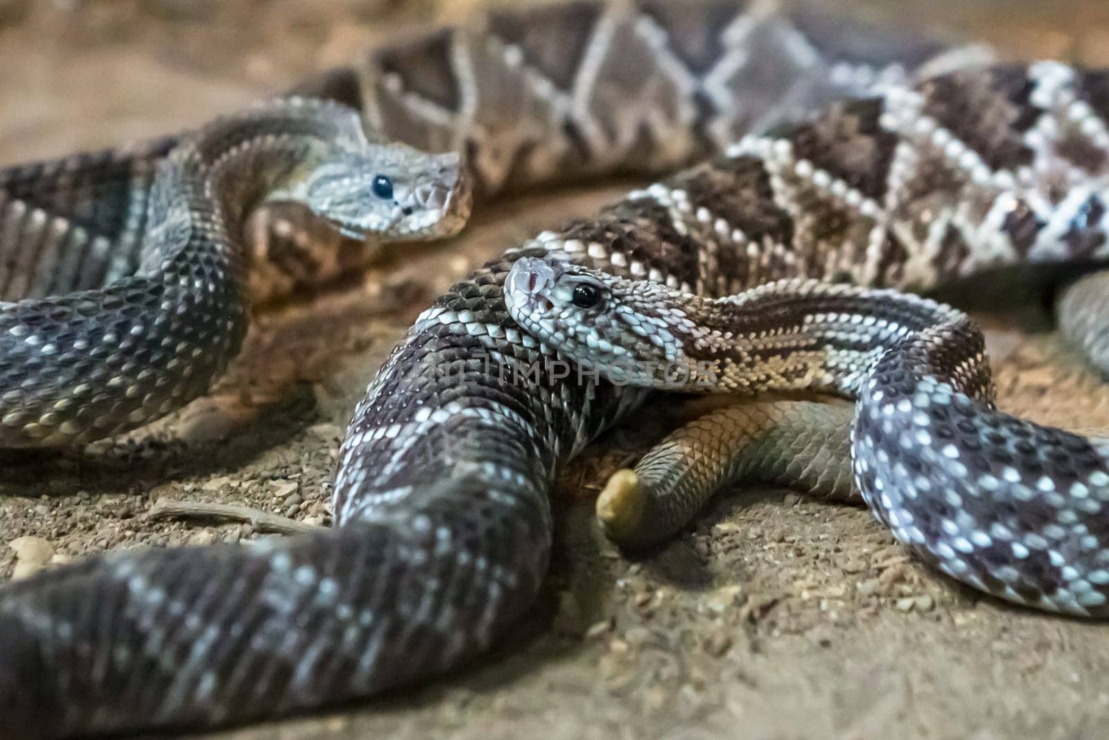Rattlesnake, Crotalus atrox. Western Diamondback. Dangerous snake.