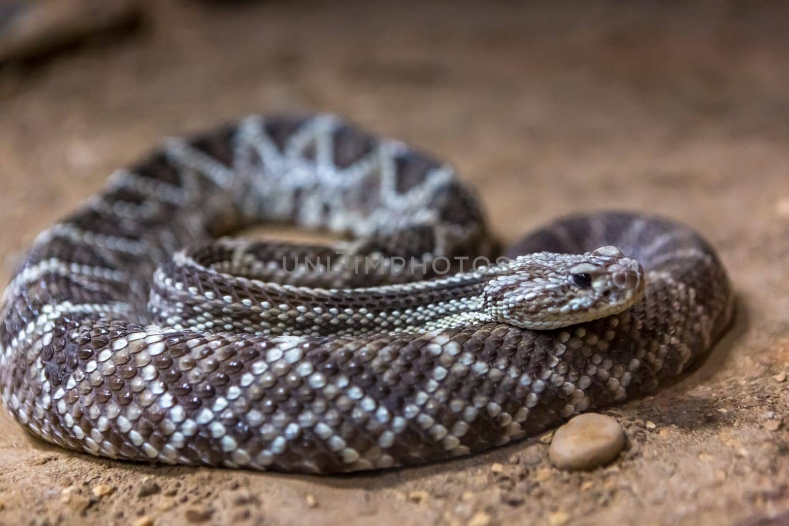 Rattlesnake, Crotalus atrox. Western Diamondback. Dangerous snake.