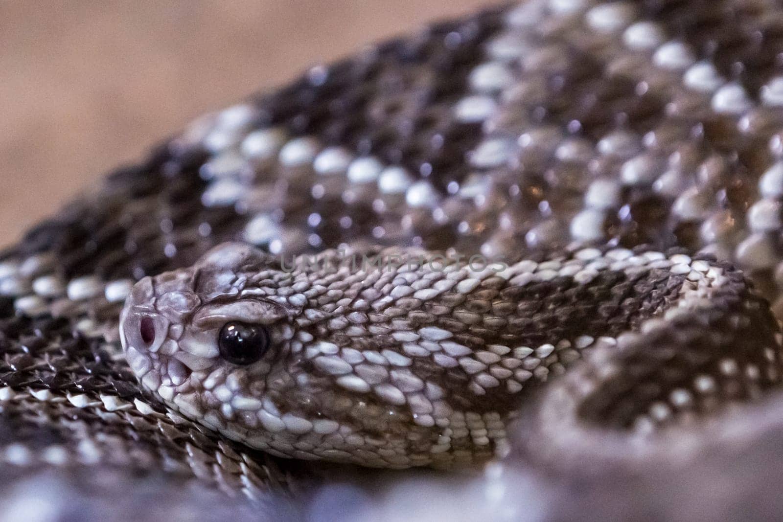 Rattlesnake, Crotalus atrox. Western Diamondback. Dangerous snake.