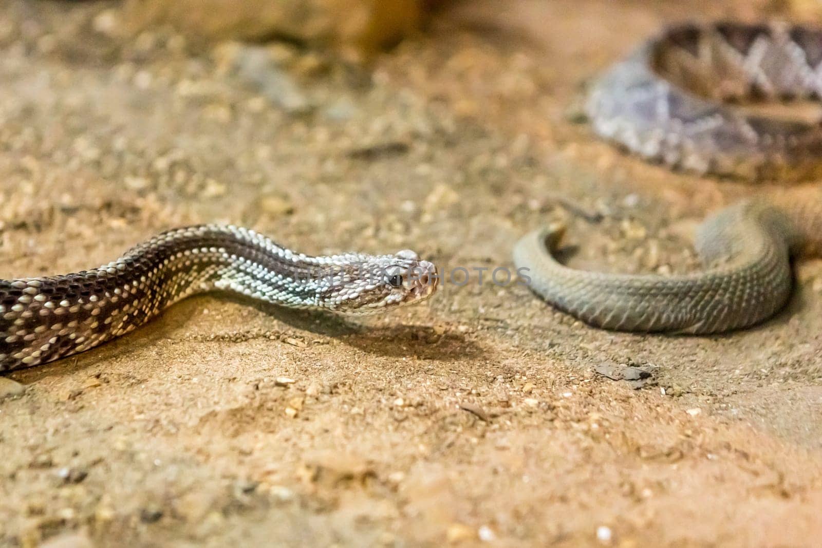Rattlesnake, Crotalus atrox. Western Diamondback. Dangerous snake.