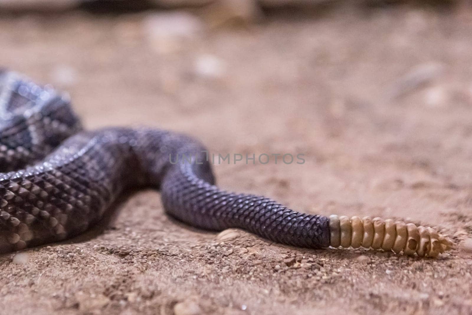 Rattlesnake, Crotalus atrox. Western Diamondback. Dangerous snake.