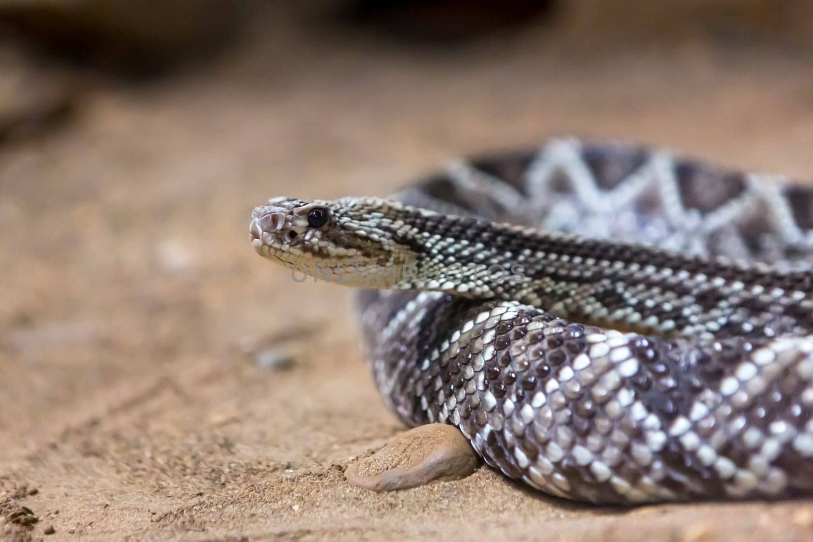 Rattlesnake, Crotalus atrox. Western Diamondback. Dangerous snake.
