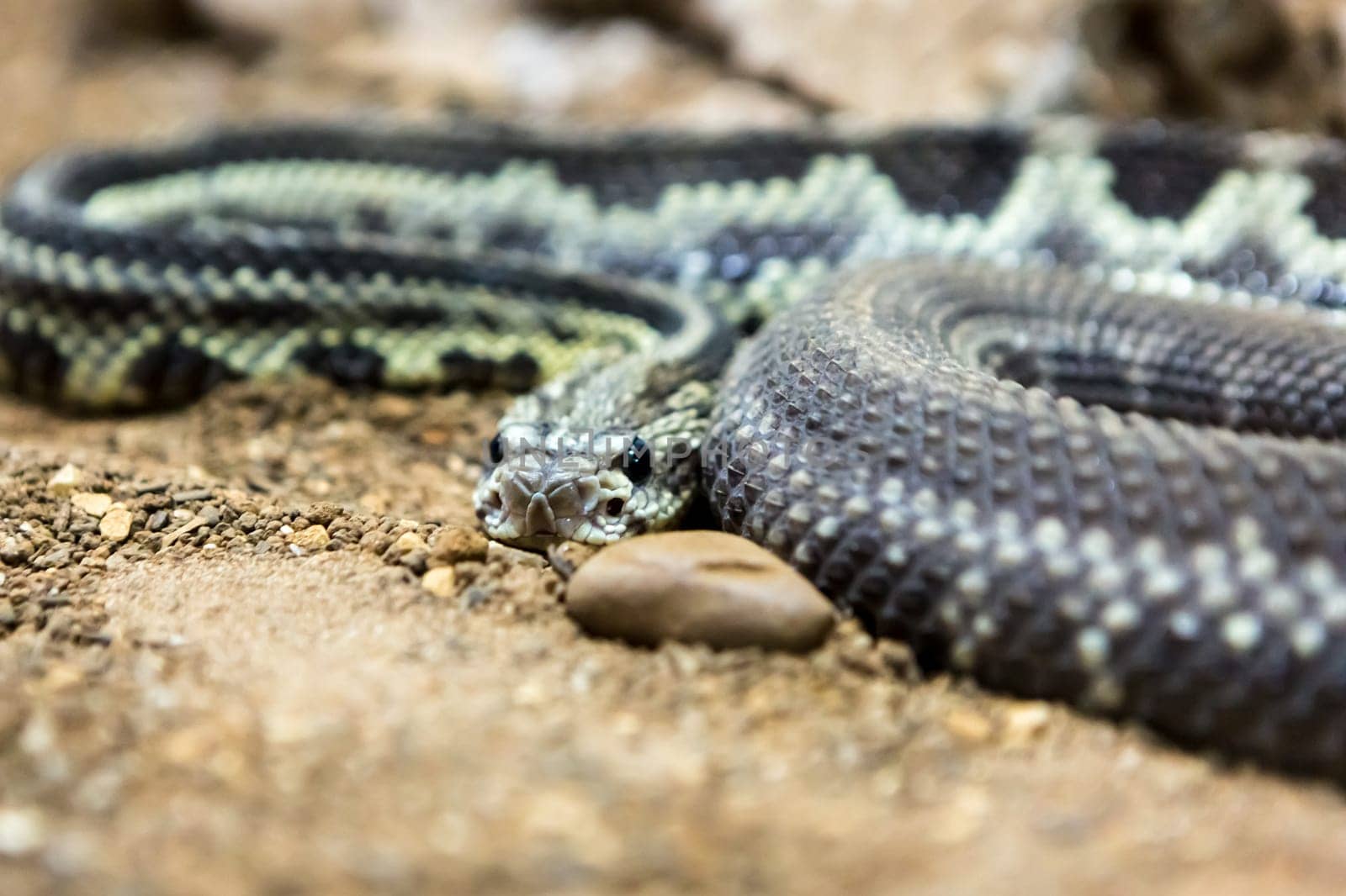 Rattlesnake, Crotalus atrox. Western Diamondback. Dangerous snake.